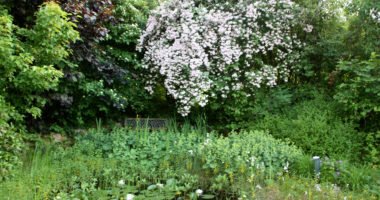 Auf schmalen Rasenwegen führt Verena Quappig durch den sonnigen Gartenbereich mit vielfältiger Bepflanzung. Foto: Langer/Landkreis Regen  