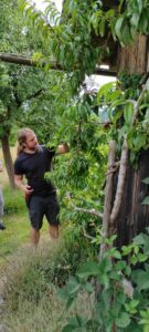 Unser Bild zeigt Martin Straub beim Sommerschnittkurs an einem Pfirsichbaum. Foto: Karl-Heinz Meier