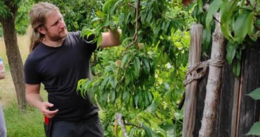 Unser Bild zeigt Martin Straub beim Sommerschnittkurs an einem Pfirsichbaum. Foto: Karl-Heinz Meier