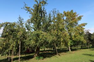 Streuobstwiesen wie diese sind das Ziel der Förderung. Foto: Martin Straub/Landratsamt Regen