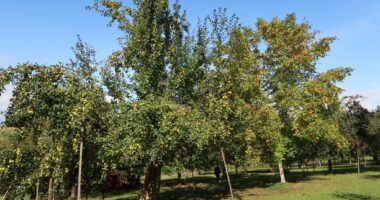 Streuobstwiesen wie diese sind das Ziel der Förderung. Foto: Martin Straub/Landratsamt Regen