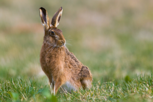 Bei einer im Gemeindebereich Regen tot aufgefundenen Feldhäsin wurde Hasenpest (Tularämie) nachgewiesen. Das Veterinäramt bittet darum, verendete Wildtiere nicht anzufassen und entsprechende Funde zu melden. Foto: Landratsamt Regen / Canva (Symbolbild).
