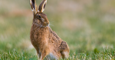 Bei einer im Gemeindebereich Regen tot aufgefundenen Feldhäsin wurde Hasenpest (Tularämie) nachgewiesen. Das Veterinäramt bittet darum, verendete Wildtiere nicht anzufassen und entsprechende Funde zu melden. Foto: Landratsamt Regen / Canva (Symbolbild).