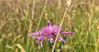 Wiesenflockenblume, Foto: Graf Landkreis Regen