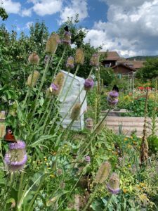 Ein gutes Beispiel für einen naturnahen Garten: Im Garten von Conny Wilken dürfen auch viele Wildstauden wachsen. Die Wilde Karde lockt Schmetterlinge an und sammelt in den Blattansätzen Regenwasser, was von Insekten und Vögeln dort aufgenommen werden kann. Foto: Klaus Eder/Landkreis Regen