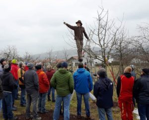 An frostfreien Tagen, bevor die die Bäume austreiben, sollten Obstbäume ausgelichtet werden. Junge Bäume erhalten einen Erziehungsschnitt. Foto: Heidi Kronschnabl