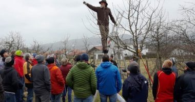 An frostfreien Tagen, bevor die die Bäume austreiben, sollten Obstbäume ausgelichtet werden. Junge Bäume erhalten einen Erziehungsschnitt. Foto: Heidi Kronschnabl