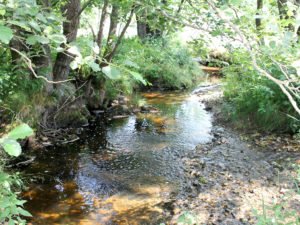 Am Wolfertsrieder Bach hat sich viel getan, hier soll die Flussperlmuschel weiter eine Heimat haben. Foto: Langer/Landkreis Regen