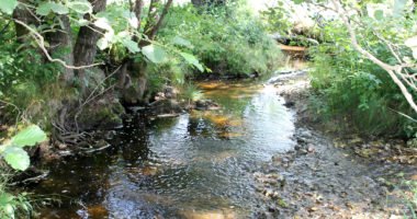 Am Wolfertsrieder Bach hat sich viel getan, hier soll die Flussperlmuschel weiter eine Heimat haben. Foto: Langer/Landkreis Regen