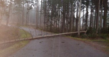 Baum über Straße, das wurde am Montag, 10. Februar, mehr als 100 Mal gemeldet. Foto: Langer/Landkreis Regen