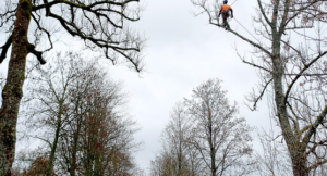 Unser Bild zeigt die Baumpfleger bei der Arbeit. Foto: Martin Straub/Landratsamt Regen