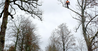 Unser Bild zeigt die Baumpfleger bei der Arbeit. Foto: Martin Straub/Landratsamt Regen