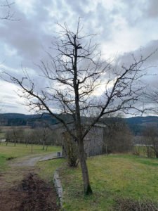 Ein 20-jähriger Birnen-Hochstamm nach dem Erziehungsschnitt. Gut erkennbar die Leitäste außen, und eine mit Fruchtästen garnierte Stammverlängerung in der Mitte. Foto: Eder/Landkreis Regen