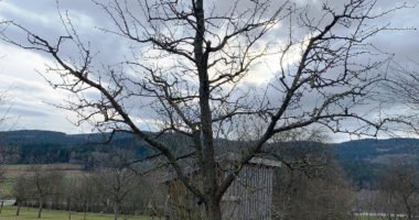 Ein 20-jähriger Birnen-Hochstamm nach dem Erziehungsschnitt. Gut erkennbar die Leitäste außen, und eine mit Fruchtästen garnierte Stammverlängerung in der Mitte. Foto: Eder/Landkreis Regen