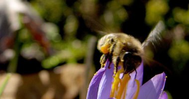 Die Haltung von Honigbienen muss beim Veterinäramt gemeldet sein. Foto: Langer/Landkreis Regen