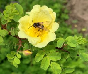 Wildrosen bringen frühe Blüten und locken auch Wildbienen an. Im Herbst gibt es Hagebutten, die Gartenvögel mit Vitaminen versorgen. Foto: Eder/Landkreis Regen