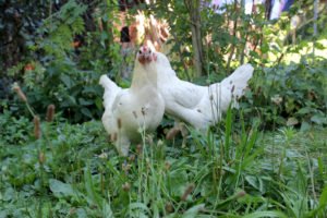 Des Pfarrers Hühner erkunden gern den Garten. Foto: Langer/Landkreis Regen