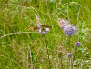 Durch spätere Schnittzeitpunkte findet das Ochsenauge auf dem Teufelsabbiss reiche Nahrung. Foto: Rosmarie Wagenstaller/Landratsamt Regen