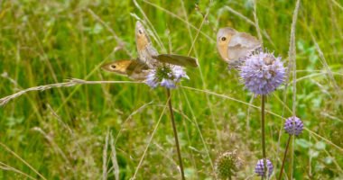 Durch spätere Schnittzeitpunkte findet das Ochsenauge auf dem Teufelsabbiss reiche Nahrung. Foto: Rosmarie Wagenstaller/Landratsamt Regen
