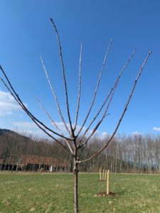 So sieht der Baum vor dem Schnitt aus. Foto: Eder/Landkreis Regen