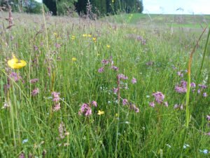 Artenreiche, vielfältige Wiesen sind auch für das Landschaftsbild wertvoll. Foto: Rosmarie Wagenstaller/Landratsamt Regen